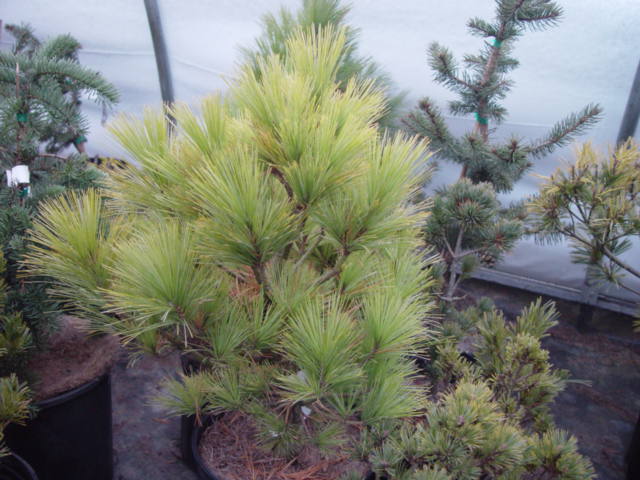 Pinus x schwerinii WIETHORST-3g Pinus x schwerinii WIETHORST-3g